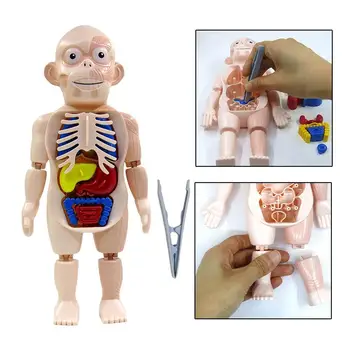 Анатомия на Човешкото Тяло Модел на Изграждане на Обучение САМ Демонстрационни Играчки Анатомический Дисплей Детски Образователен Обучение на Обучаващи Инструменти